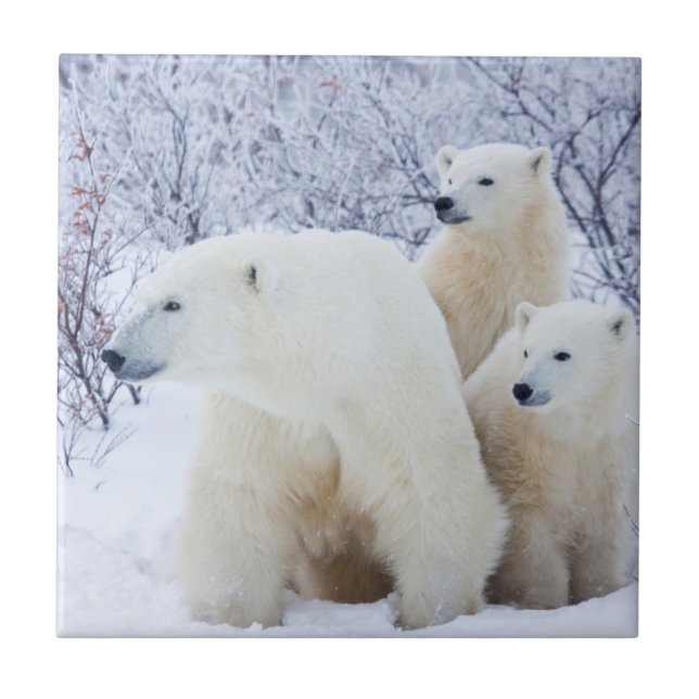 Polar Bears and Two cubs Tile (Front)