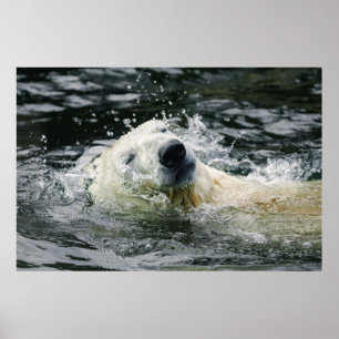 Polar Bear's Aqua Aura Poster