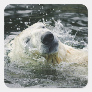 Polar Bear's Aqua Aura Square Sticker