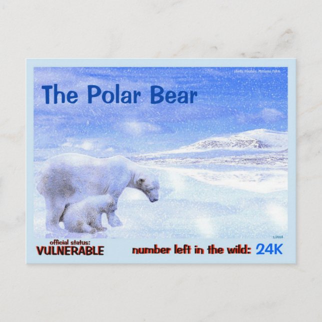 Polar Bears are Endangered, quick read this: Postcard (Front)