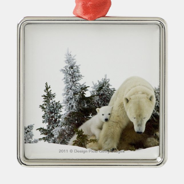 Polar Bears At Wapusk National Park Metal Tree Decoration (Front)