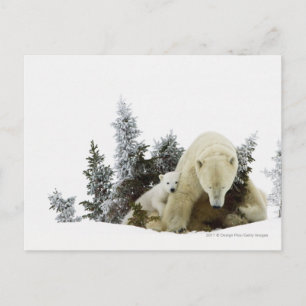 Polar Bears At Wapusk National Park Postcard