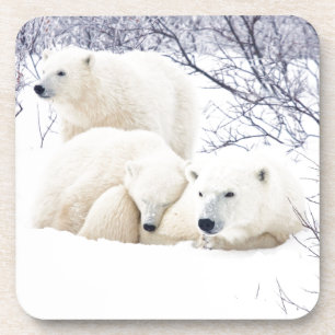 Polar Bears female and Two cubs 3 Coaster