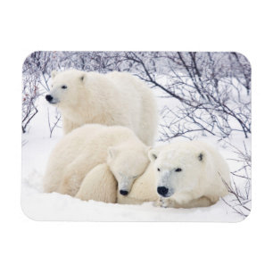 Polar Bears female and Two cubs 3 Magnet