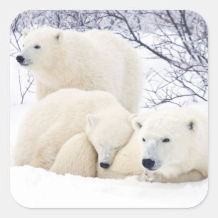 Polar Bears female and Two cubs 3 Square Sticker