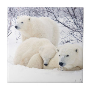 Polar Bears female and Two cubs 3 Tile