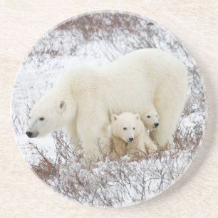 Polar Bears female and Two cubs Coaster