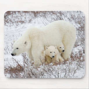 Polar Bears female and Two cubs Mouse Pad