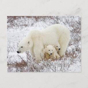 Polar Bears female and Two cubs Postcard