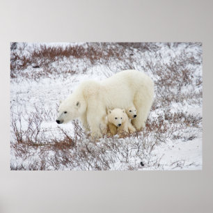 Polar Bears female and Two cubs Poster