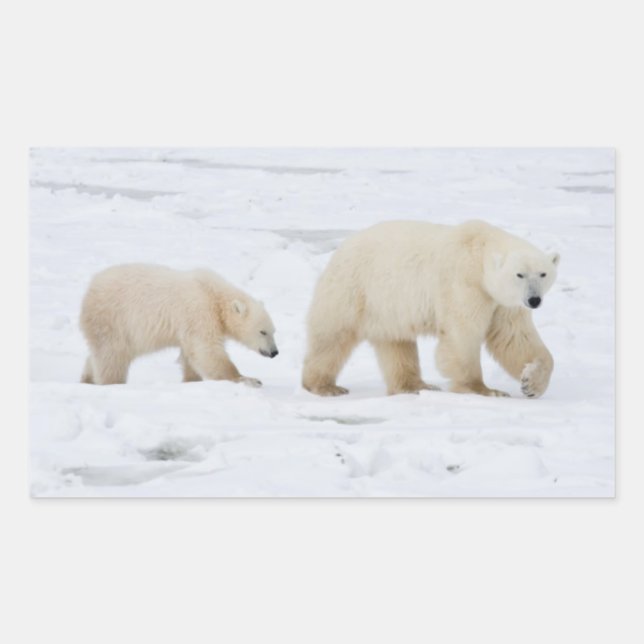 Polar Bears female and Two cubs Rectangular Sticker (Front)