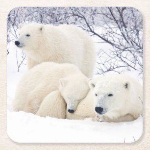 Polar Bears female and Two cubs Square Paper Coaster