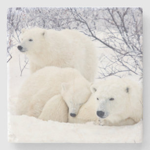Polar Bears female and Two cubs Stone Coaster
