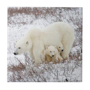 Polar Bears female and Two cubs Tile
