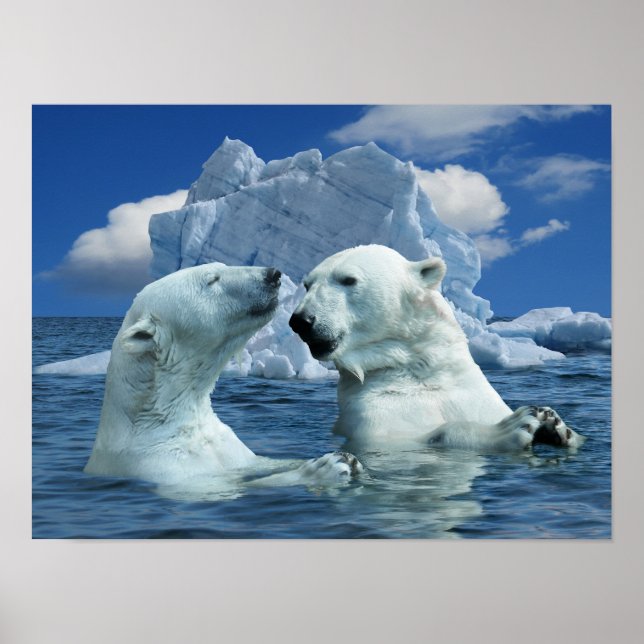 Polar Bears Playing in Artic Ocean Poster (Front)
