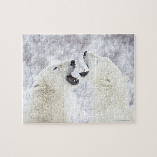 Polar Bears playing in the snow. Jigsaw Puzzle (Horizontal)