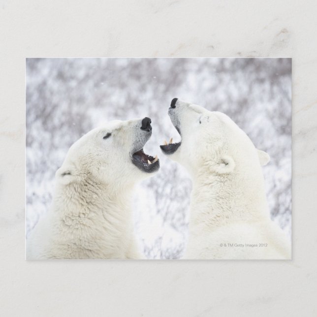 Polar Bears playing in the snow Postcard (Front)
