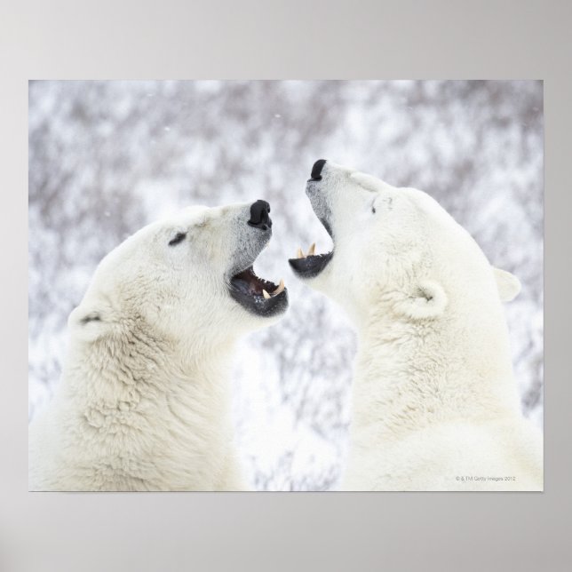 Polar Bears playing in the snow Poster (Front)