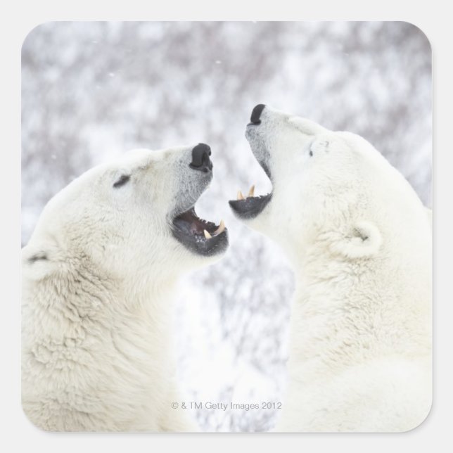 Polar Bears playing in the snow Square Sticker (Front)