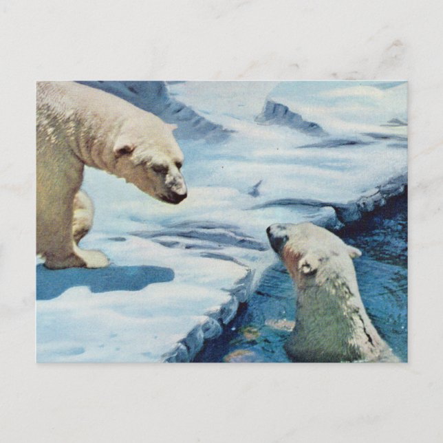 polar bears postcard (Front)