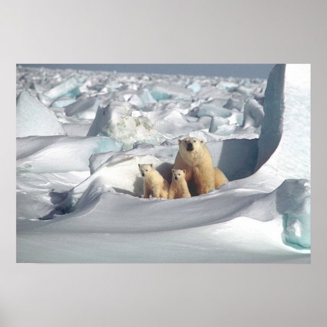 Polar Bears Poster (Front)