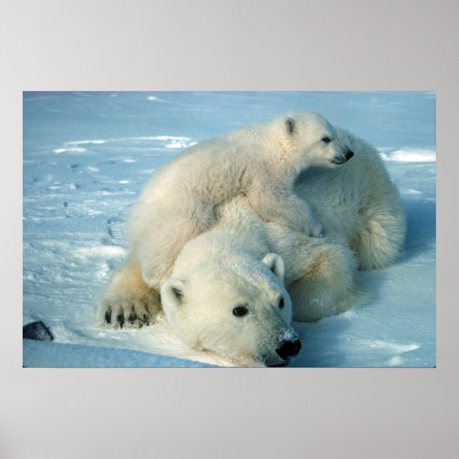 Polar Bears Poster (Front)