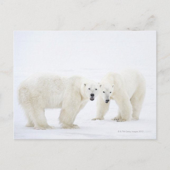 Polar Bears standing on snow after playing 2 Postcard (Front)