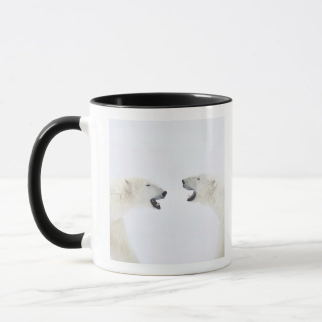 Polar Bears standing on snow after playing Mug (Left)