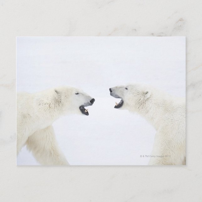 Polar Bears standing on snow after playing Postcard (Front)