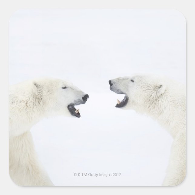 Polar Bears standing on snow after playing Square Sticker (Front)