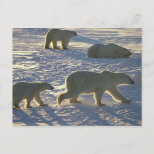 Polar bears Ursus maritimus) Two females, Postcard