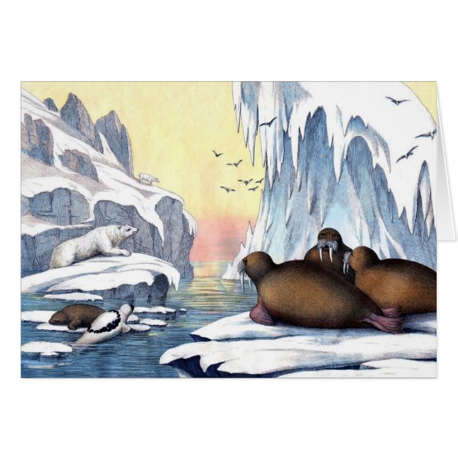 Polar Bears, Walrus, And Seals (Front Horizontal)