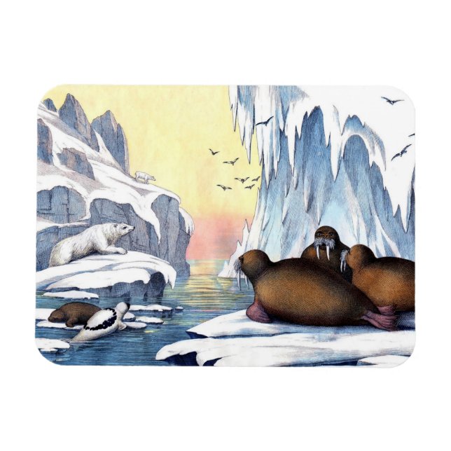 Polar Bears, Walrus, And Seals Magnet (Horizontal)