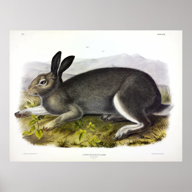Polar Hare, Arctic Hare, Lepus arcticus by Audubon Poster (Front)