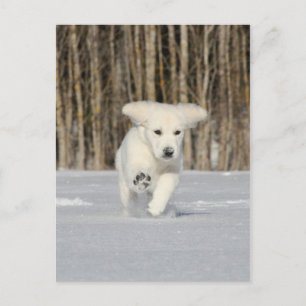 Polar Puppy Postcard