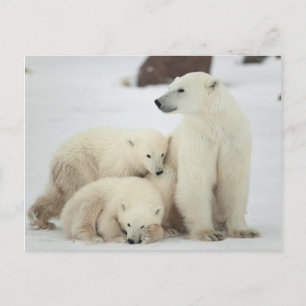 Polar She-bear With Cubs Postcard