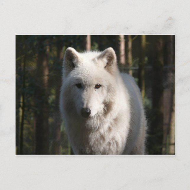 Polar Wolf Postcard (Front)