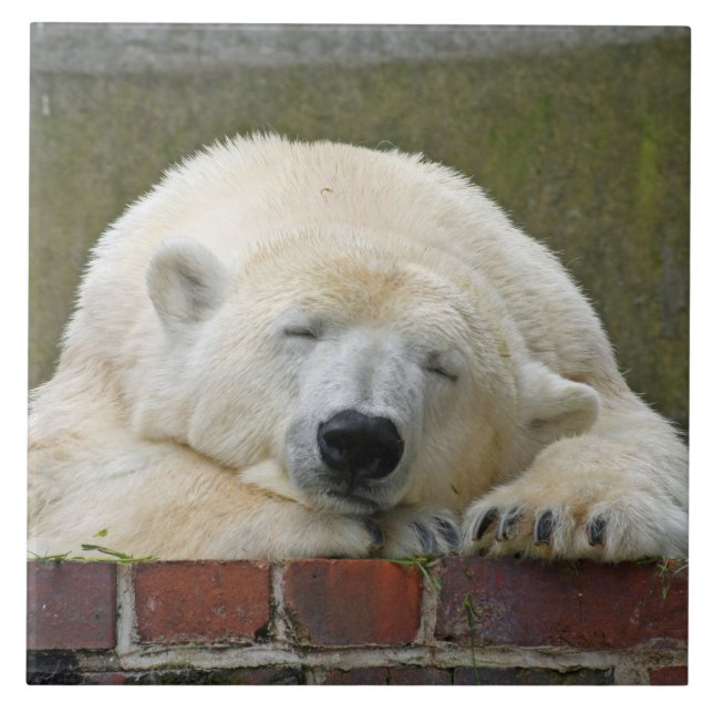 PolarBear 001 Ceramic Tile (Front)