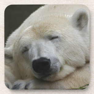 Polarbear 001 coaster