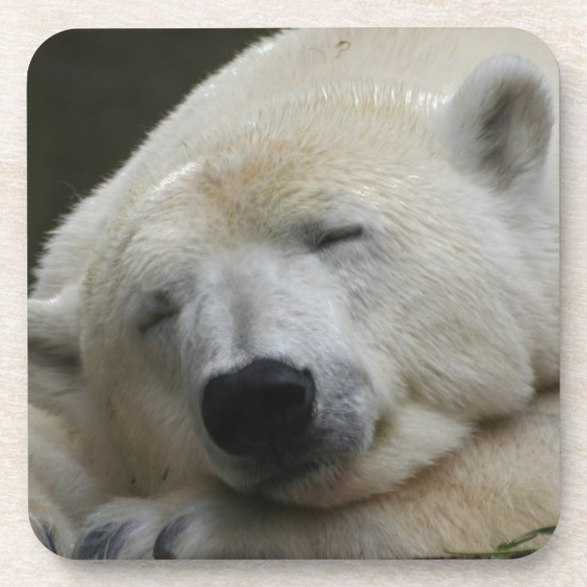 Polarbear 001 coaster (Front)