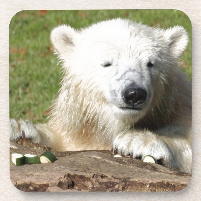 Polarbear 015 coaster (Front)