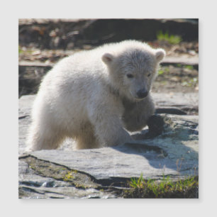 PolarBear_20190302_by_JAMFoto