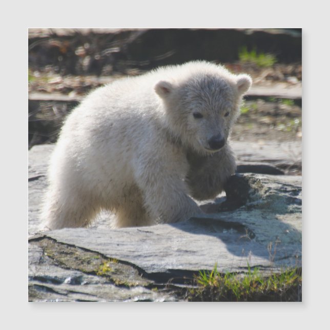 PolarBear_20190302_by_JAMFoto (Front)