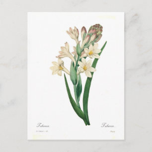 Polianthes tuberosa postcard