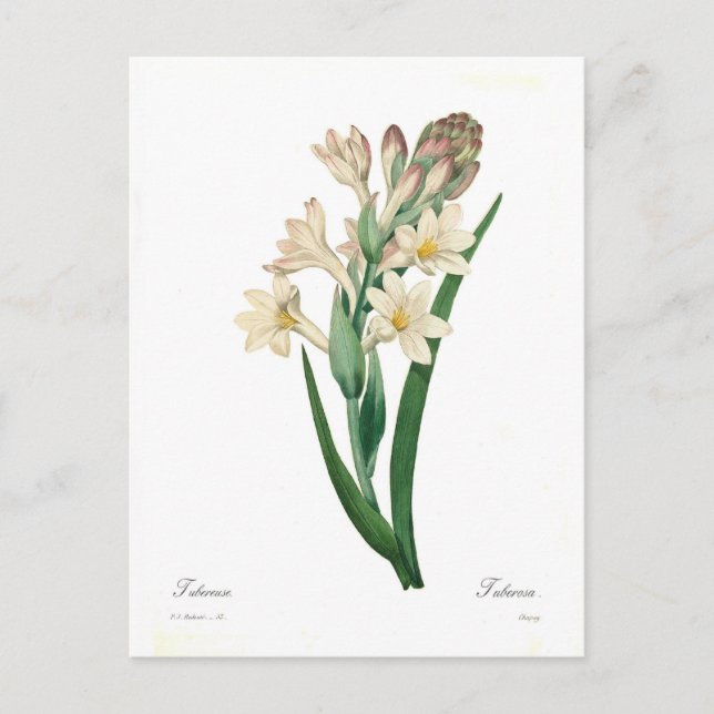 Polianthes tuberosa postcard (Front)