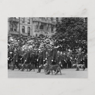 Police Dogs on Parade: early 1900s Postcard