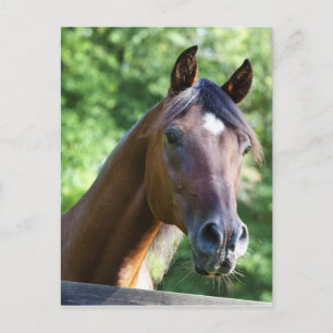 Polish Arabian Horse Postcard