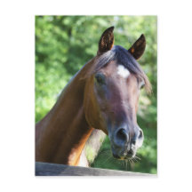 Polish Arabian Horse