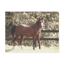 Polish Arabian Horse