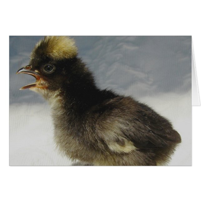 Polish Baby Chicken  (Front Horizontal)
